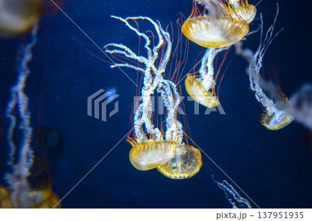 幻想的に漂うクラゲ 水族館の青い背景 海洋生物 癒しイメージ 137951935