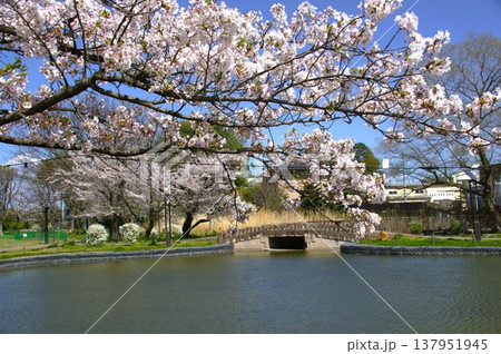 水城公園と桜 水城公園と桜 137951945