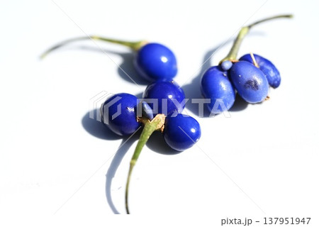 ノシラン・熨斗蘭・種子は冬に鮮やかなコバルトブルーに熟する 137951947