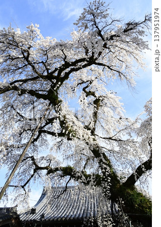 犬山 圓明寺のしだれ桜 犬山 圓明寺のしだれ桜 137951974