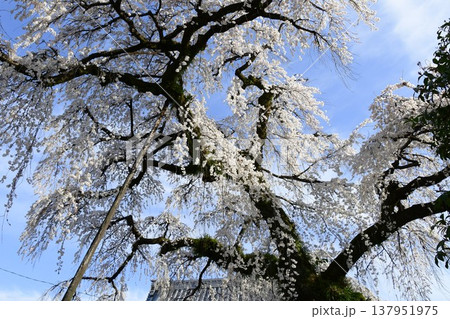 犬山 圓明寺のしだれ桜 犬山 圓明寺のしだれ桜 137951975