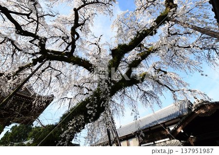 犬山 圓明寺のしだれ桜 137951987