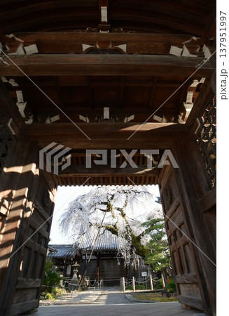 犬山 圓明寺のしだれ桜 犬山 圓明寺のしだれ桜 137951997