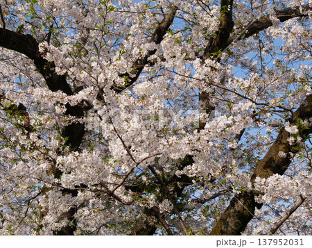 桜 桜 137952031