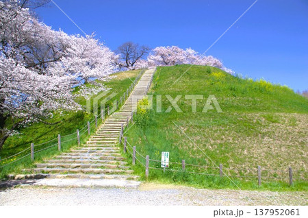 行田の桜 行田の桜 137952061