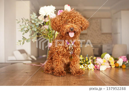 Cute little toy poodle or maltipoo puppy sitting on flowers background 137952288