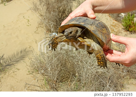 A man holds a turtle in his hands. Land tur. Testudo horsfieldii, Mediterranean tortoise. A man holds a turtle in his hands. Land tur. Testudo horsfieldii, Mediterranean tortoise. 137952293