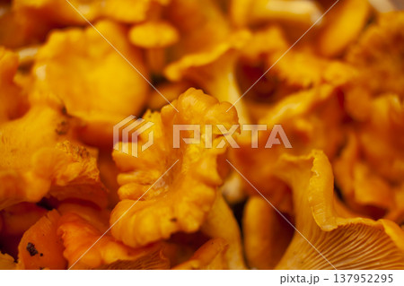 Chanterelle mushrooms macro photo. close-up 137952295