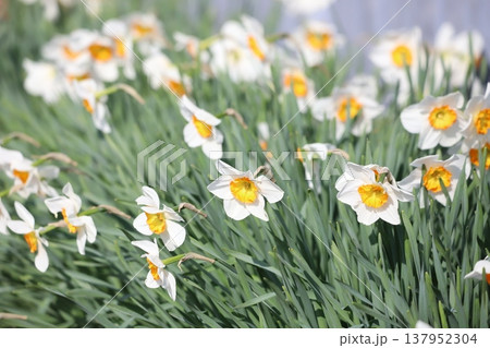 スイセンの花 スイセンの花 137952304