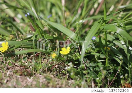 春の草地に咲くキジムシロの黄色い花 春の草地に咲くキジムシロの黄色い花 137952306