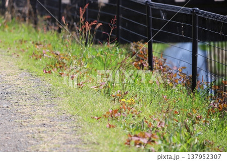 フェンス沿いに生えている野草スイバ 137952307