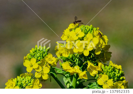 アブラナ科の総称　菜の花の開花 137952335