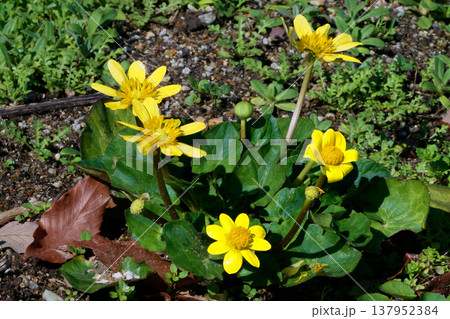 早春の花　キンポウゲ科ヒメリュウキンカ群生 137952384