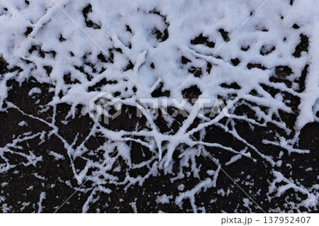 雪に浮かび上がる木の根の造形美(冬のテクスチャ) 雪に浮かび上がる木の根の造形美(冬のテクスチャ) 137952407