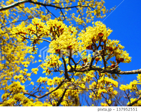 サンシュユ（山茱萸）と青空の風景（東京都足立区の都市農業公園にて2026年撮影） 137952551