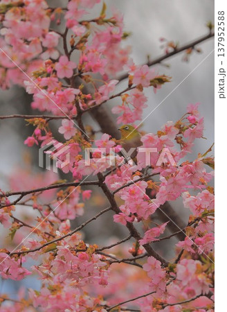 桜　メジロ　群馬　60選 137952588