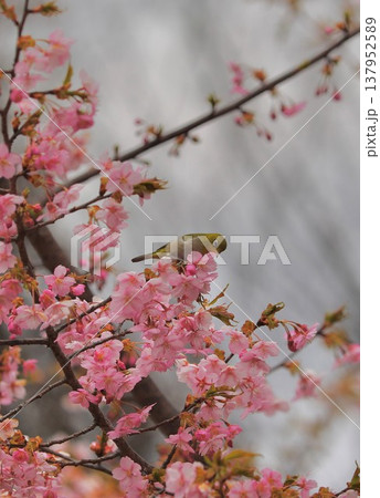 桜 メジロ 群馬 60選 桜 メジロ 群馬 60選 137952589