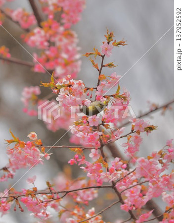 桜 メジロ 群馬 60選 桜 メジロ 群馬 60選 137952592