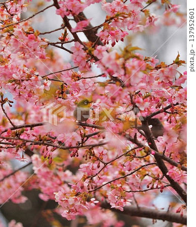 桜　メジロ　群馬　60選 137952601