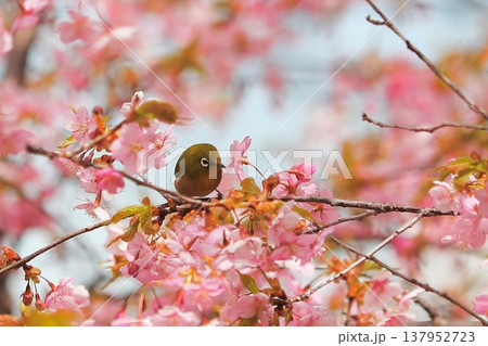桜 メジロ 群馬 60選 桜 メジロ 群馬 60選 137952723