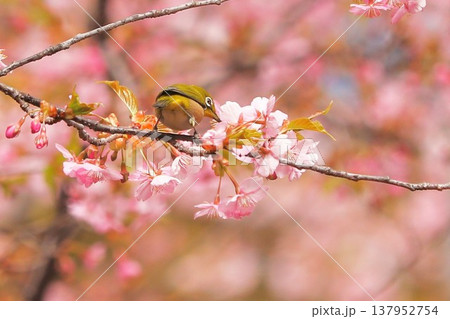 桜 メジロ 群馬 60選 桜 メジロ 群馬 60選 137952754