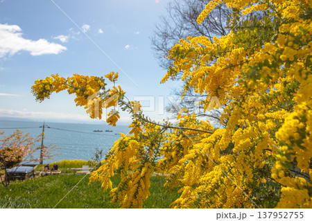 ミモザの香りに包まれて、春散歩 ミモザの香りに包まれて、春散歩 137952755