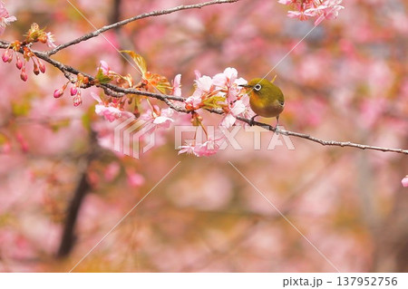 桜 メジロ 群馬 60選 桜 メジロ 群馬 60選 137952756