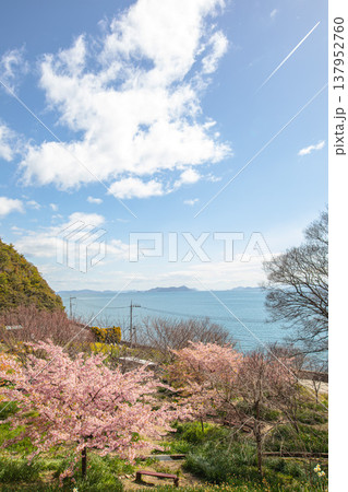 やぶ椿と水仙の里、冬から春へのバトン やぶ椿と水仙の里、冬から春へのバトン 137952760