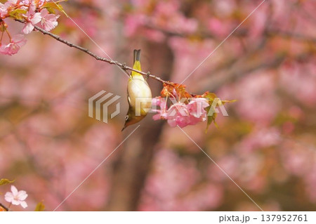 桜　メジロ　群馬　60選 137952761