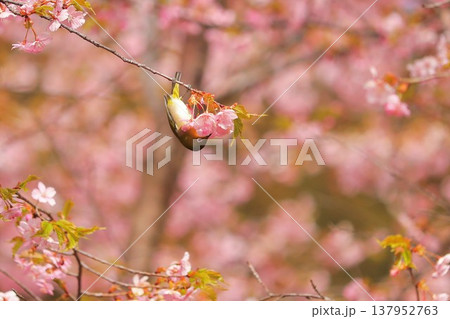 桜 メジロ 群馬 60選 桜 メジロ 群馬 60選 137952763