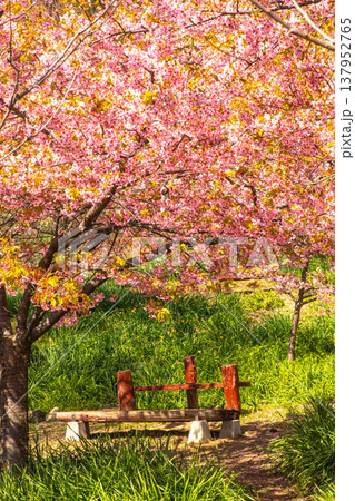 斜面を埋め尽くす、河津桜の清々しい色彩 137952765