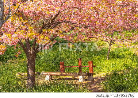河津桜咲く小径、潮の香りと共に歩く午後 137952766
