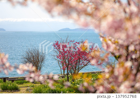 凛として咲くヤブ椿、深い緑に映える紅 凛として咲くヤブ椿、深い緑に映える紅 137952768