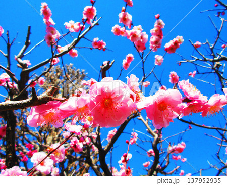 埼玉県川口市の密蔵院の安行桜の風景(2026年撮影) 埼玉県川口市の密蔵院の安行桜の風景(2026年撮影) 137952935
