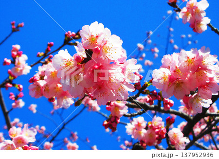 埼玉県川口市の密蔵院の安行桜の風景(2026年撮影) 埼玉県川口市の密蔵院の安行桜の風景(2026年撮影) 137952936
