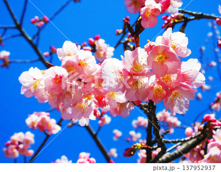 埼玉県川口市の密蔵院の安行桜の風景(2026年撮影) 埼玉県川口市の密蔵院の安行桜の風景(2026年撮影) 137952937