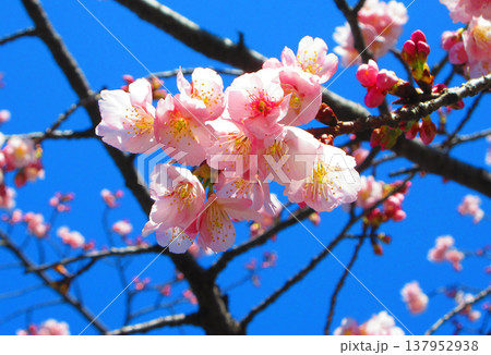 埼玉県川口市の密蔵院の安行桜の風景(2026年撮影) 埼玉県川口市の密蔵院の安行桜の風景(2026年撮影) 137952938
