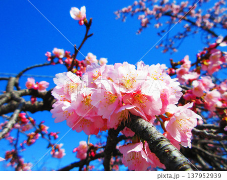 埼玉県川口市の密蔵院の安行桜の風景(2026年撮影) 埼玉県川口市の密蔵院の安行桜の風景(2026年撮影) 137952939