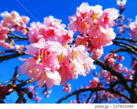 埼玉県川口市の密蔵院の安行桜の風景(2026年撮影) 埼玉県川口市の密蔵院の安行桜の風景(2026年撮影) 137952940
