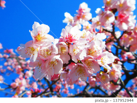 埼玉県川口市の密蔵院の安行桜の風景(2026年撮影) 埼玉県川口市の密蔵院の安行桜の風景(2026年撮影) 137952944