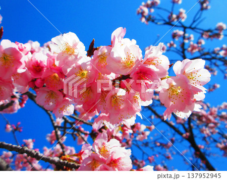 埼玉県川口市の密蔵院の安行桜の風景(2026年撮影) 埼玉県川口市の密蔵院の安行桜の風景(2026年撮影) 137952945