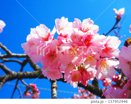 埼玉県川口市の密蔵院の安行桜の風景(2026年撮影) 埼玉県川口市の密蔵院の安行桜の風景(2026年撮影) 137952946