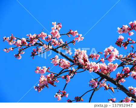 埼玉県川口市の密蔵院の安行桜の風景(2026年撮影) 埼玉県川口市の密蔵院の安行桜の風景(2026年撮影) 137952947