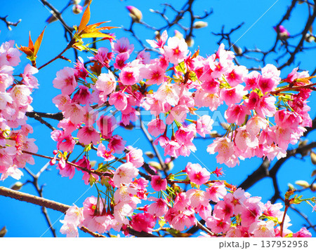 埼玉県川口市のリリアパークの安行桜の風景(2026年撮影) 埼玉県川口市のリリアパークの安行桜の風景(2026年撮影) 137952958