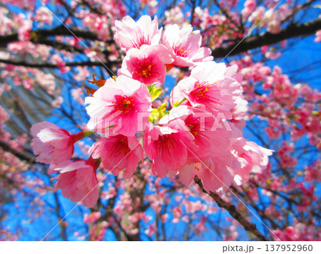 埼玉県川口市のリリアパークの安行桜の風景（2026年撮影） 137952960