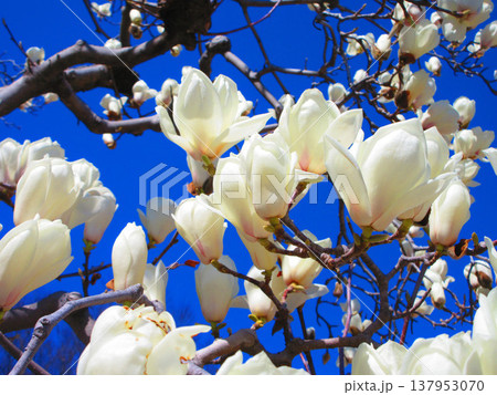 埼玉県川口市のリリアパーク（川口西公園）のハクモクレンと青空の風景（2026年撮影） 137953070