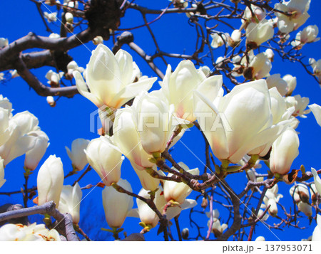 埼玉県川口市のリリアパーク（川口西公園）のハクモクレンと青空の風景（2026年撮影） 137953071