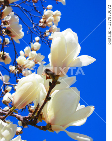 埼玉県川口市のリリアパーク（川口西公園）のハクモクレンと青空の風景（2026年撮影） 137953072