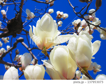 埼玉県川口市のリリアパーク（川口西公園）のハクモクレンと青空の風景（2026年撮影） 137953073