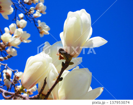 埼玉県川口市のリリアパーク（川口西公園）のハクモクレンと青空の風景（2026年撮影） 137953074